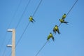 Nanday Conure Parakeets on a wire