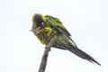 Nanday Conure Preening Itself, Closeup Royalty Free Stock Photo
