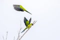 Nanday Conures Flying Off A Branch