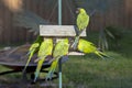 Nanday Conures Royalty Free Stock Photo