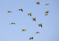 Nanday Conures, Parakeets Flock Over A Blue Sky Royalty Free Stock Photo