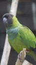 The nanday parakeet, also known as the black-hooded parakeet or nanday conure, is a medium-small, mostly green, Neotropical parrot