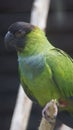 The nanday parakeet, also known as the black-hooded parakeet or nanday conure, is a medium-small, mostly green, Neotropical parrot