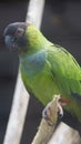 The nanday parakeet, also known as the black-hooded parakeet or nanday conure, is a medium-small, mostly green, Neotropical parrot