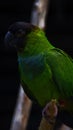 The nanday parakeet, also known as the black-hooded parakeet or nanday conure, is a medium-small, mostly green, Neotropical parrot