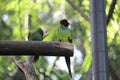 Nanday parakeet (Aratinga nenday) in a aviary