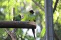 Nanday parakeet (Aratinga nenday) in a aviary