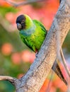 Nanday parakeet with bright green feathers in Pantanal
