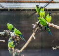 Nanday parakeets sitting together on a branch in the aviary, Popular tropical pets from America