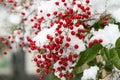 Nandina domashnaya nandina, heavenly bamboo or sacred bamboo . Red berries under the snow. Winter background Royalty Free Stock Photo