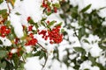 Nandina domashnaya nandina, heavenly bamboo or sacred bamboo . Red berries under the snow. Winter background Royalty Free Stock Photo