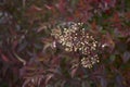 Nandina domestica blossom Royalty Free Stock Photo