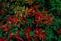 Nandina domestica firepower. Bush background