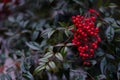 Nandina fruit from Japan. Colorful winter berries.