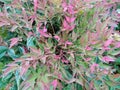 Nandina domestica `Obsessed`