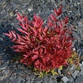 Nandina domestica `Obsessed` with red foliage Royalty Free Stock Photo