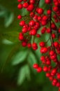 Nandina domestica. red berries of Japanese Sacred Bamboo Royalty Free Stock Photo