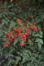 Nandina domestica shrub Royalty Free Stock Photo