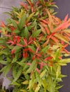 Nandina domestica is a species of flowering plant in the Berberidaceae family