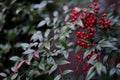 Nandina fruit from Japan. Colorful winter red berries in the garden