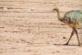 Nandu bird walking in desert Royalty Free Stock Photo