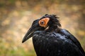 Nandu ostrich bird in the zoo