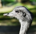 Portrait of a curious nandu ostrich