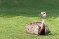 Nandu ostrich sits on a green lawn and looks away. The extraordinary appearance of these giant birds is similar to the Royalty Free Stock Photo