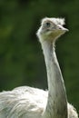 Nandu (Rhea americana) Royalty Free Stock Photo