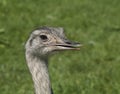 Nandu, Rhea americana Royalty Free Stock Photo