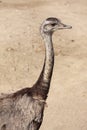 Nandu or Rheas native to South America, distantly related to the ostrich and emu. Close up image of head and neck Royalty Free Stock Photo