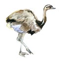 Nandu szare illustration isolatated on white. Greater rhea. wild animals