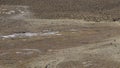 Nandus and Guanacos next to the Abra del Acay mountain pass