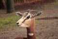 The Nanger dama, african gazelle lives in Africa in the Sahara desert and the Sahel Royalty Free Stock Photo