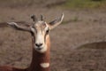 The Nanger dama, african gazelle lives in Africa in the Sahara desert and the Sahel Royalty Free Stock Photo