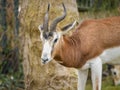 A Nanger dama gazelle standing in a zoo