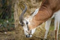 A Nanger dama gazelle standing in a zoo