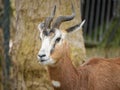 A Nanger dama gazelle standing in a zoo