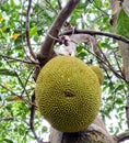 Jackfruit is the name of a kind of tree, all at once.