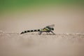 Naniwa dragonfly that stops on the ground Royalty Free Stock Photo