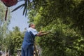 Male garden worker standing on wooden ladder trimming plants