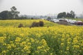 Nanjing yaxi international slow city canola pastoral scenery agricultural