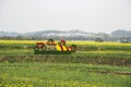 Nanjing yaxi international slow city canola pastoral scenery agricultural