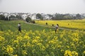 Nanjing yaxi international slow city canola pastoral scenery agricultural