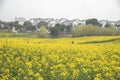 Nanjing yaxi international slow city canola pastoral scenery agricultural