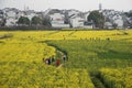 Nanjing yaxi international slow city canola pastoral scenery agricultural