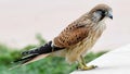 Nankeen kestrel - close-up Royalty Free Stock Photo