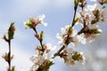 Nanking Cherry Blooms Royalty Free Stock Photo