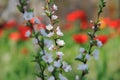 The Nanking cherry blossom. Royalty Free Stock Photo