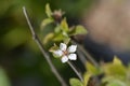 Nanking cherry Royalty Free Stock Photo